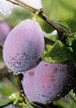 PHOTO de prunier détail sur prune mauve